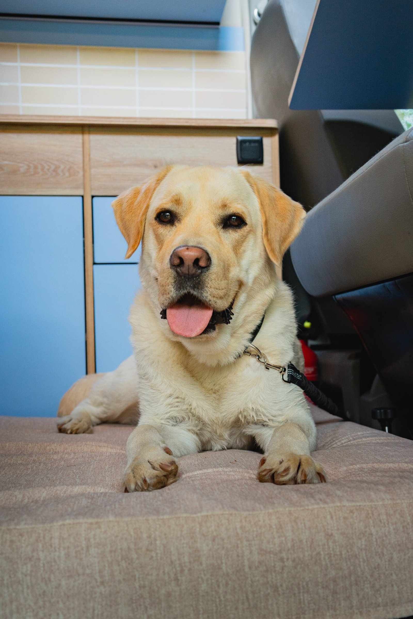 Baloo, testeur officiel du van WoofTrip
